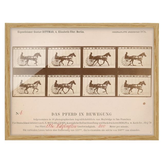 Quadros com moldura vintage Eadweard Muybridge - The horse in Motion