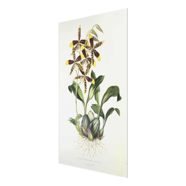 Quadros florais Maxim Gauci - Orchid II