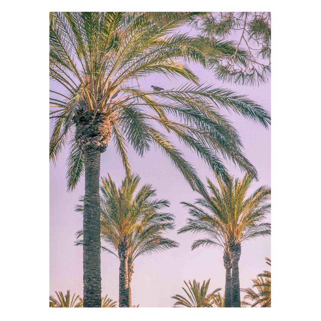 Quadros florais Palm Trees At Sunset