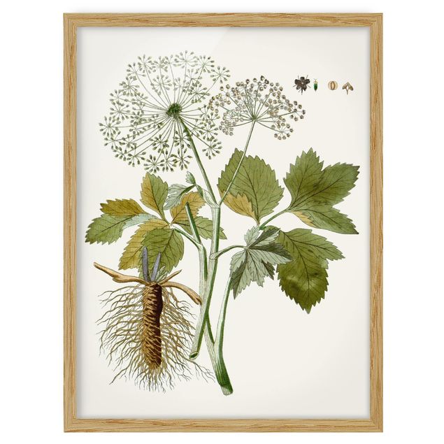 quadros de flores Wild Herbs Board IV