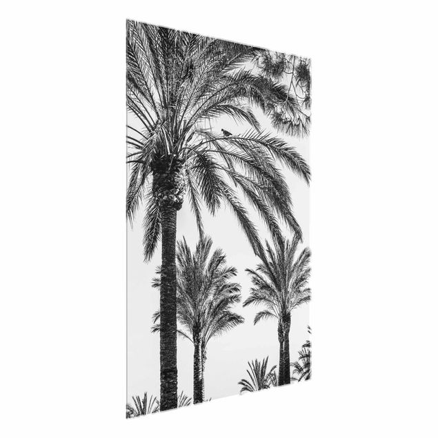 Quadros em vidro flores Palm Trees At Sunset Black And White