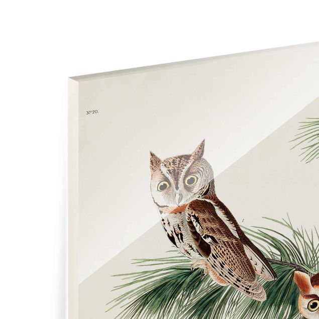 Quadros em marrom Vintage Board Screech Owl