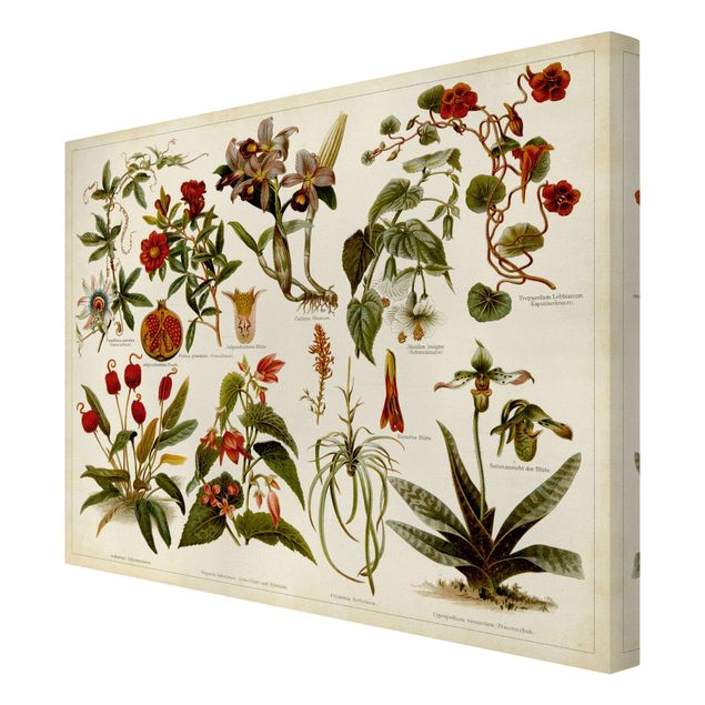 Quadros verdes Vintage Board Tropical Botany II