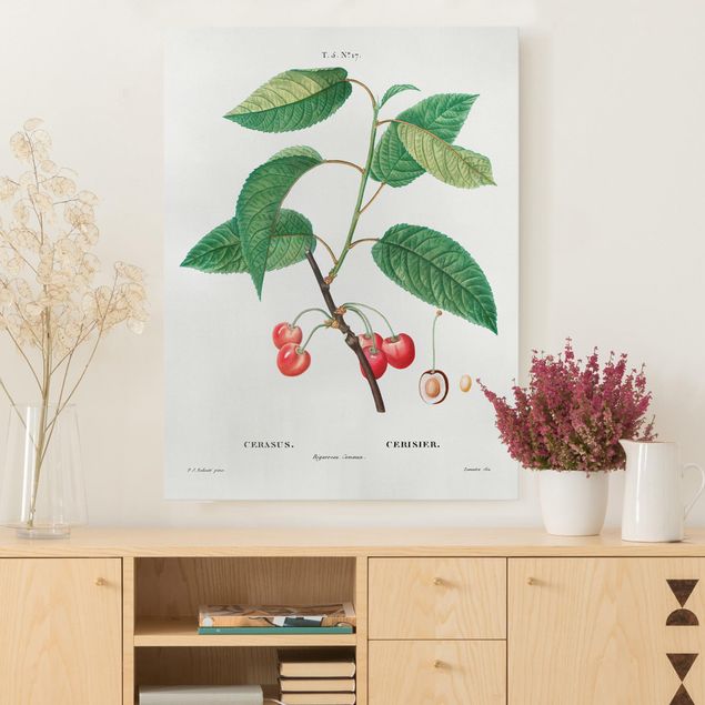decoraçao cozinha Botany Vintage Illustration Red Cherries