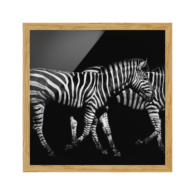 Quadros com moldura animais Zebra In The Dark