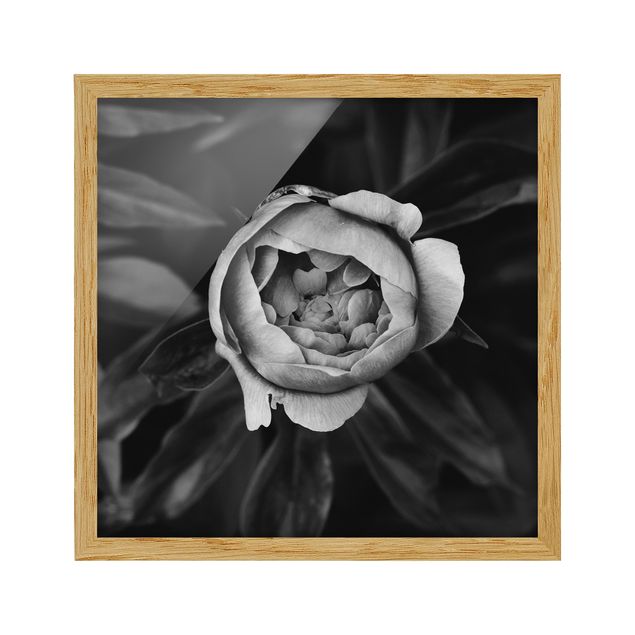 Quadros florais Peonies In Front Of Leaves Black And White