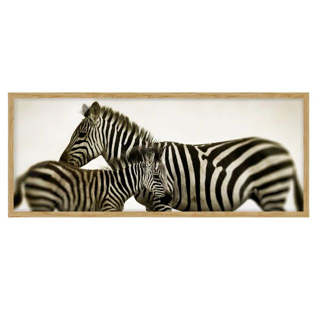Quadros com moldura animais Zebra Couple
