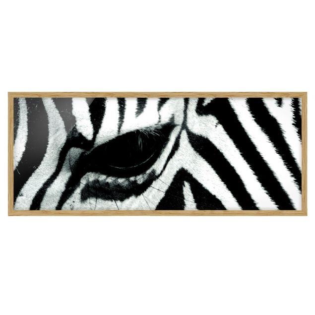 Quadros com moldura animais Zebra Crossing