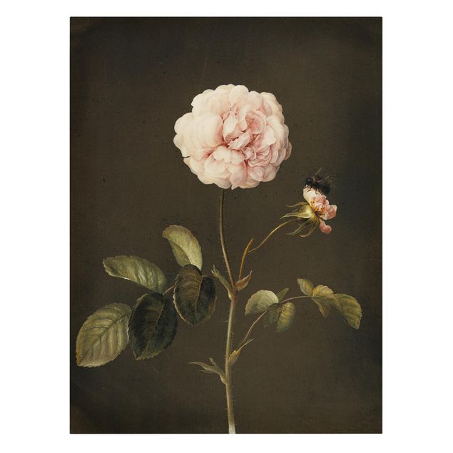 Quadros florais Barbara Regina Dietzsch - French Rose With Bumblbee