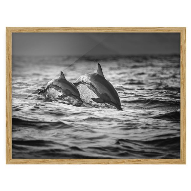 Quadros com moldura animais Two Jumping Dolphins