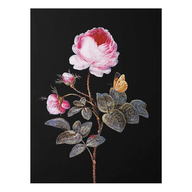 quadro barroco Barbara Regina Dietzsch - The Hundred-Petalled Rose