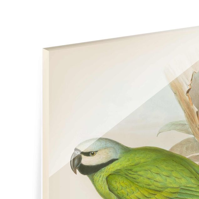 quadro de vidro Vintage Illustration Tropical Birds II