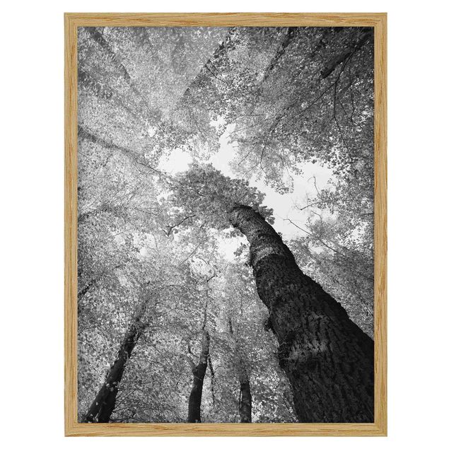 Quadros com moldura em preto e branco Trees Of Life II