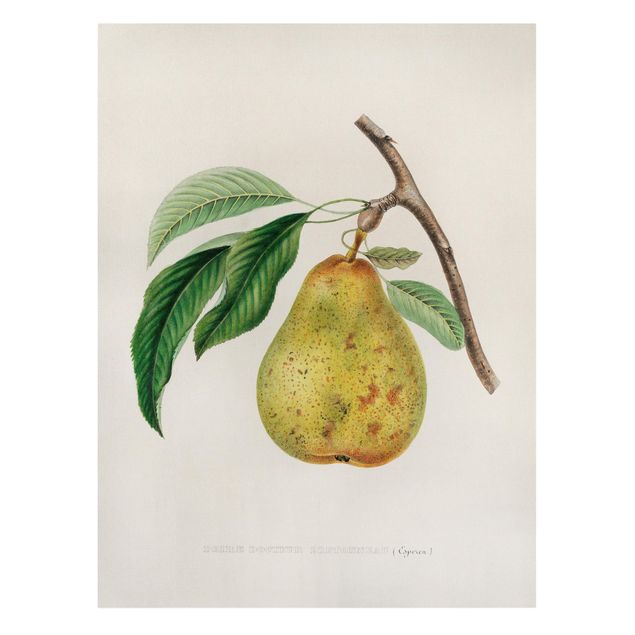 Telas decorativas legumes e fruta Botany Vintage Illustration Yellow Pear