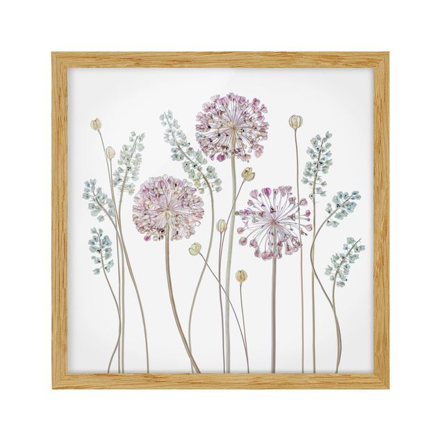 quadro com flores Allium Illustration