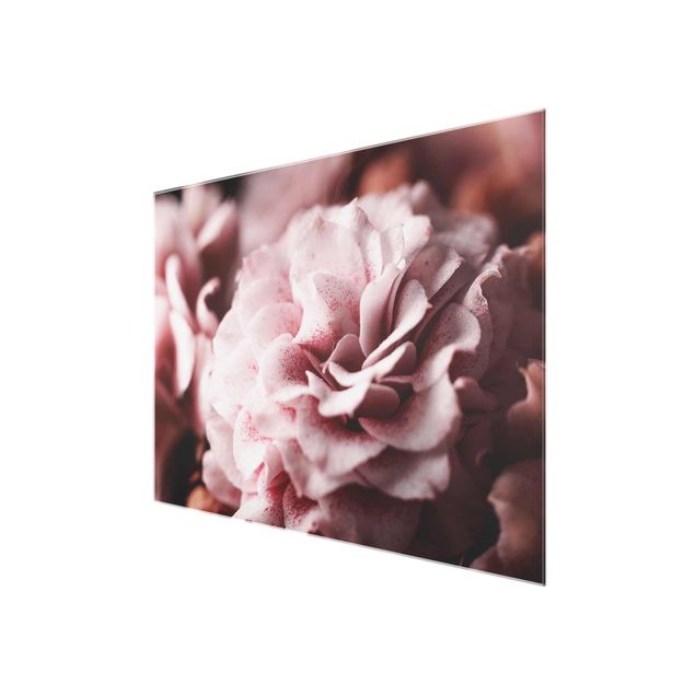 quadros de flores Shabby Light Pink Rose Pastel