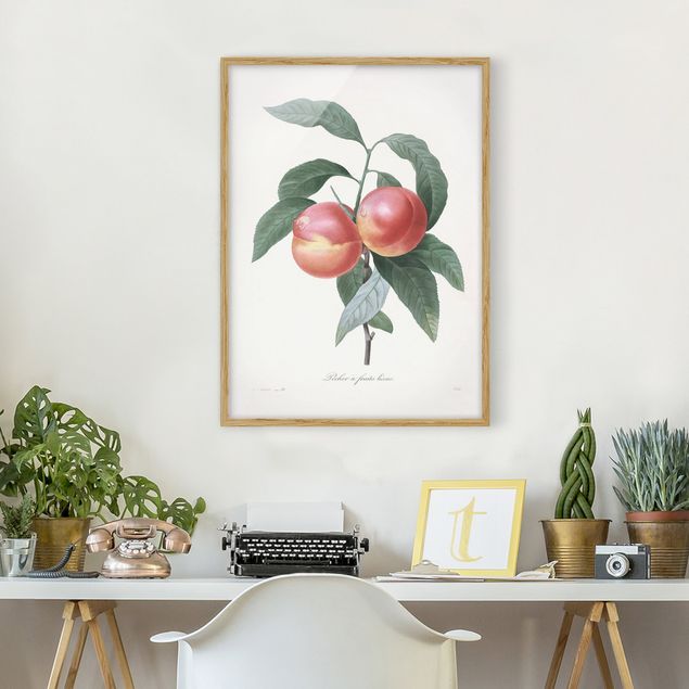 Quadros frutas Botany Vintage Illustration Peach