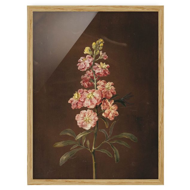 Quadros florais Barbara Regina Dietzsch - A Light Pink Gillyflower