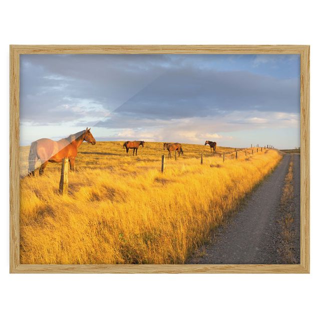 Quadros com moldura paisagens Field Road And Horse In Evening Sun