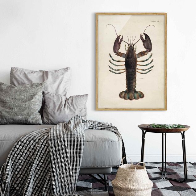 Quadros com moldura animais Vintage Illustration Lobster