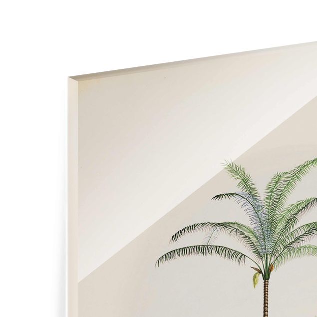 Quadros de Andrea Haase Zebra Front Of Palm Trees Illustration