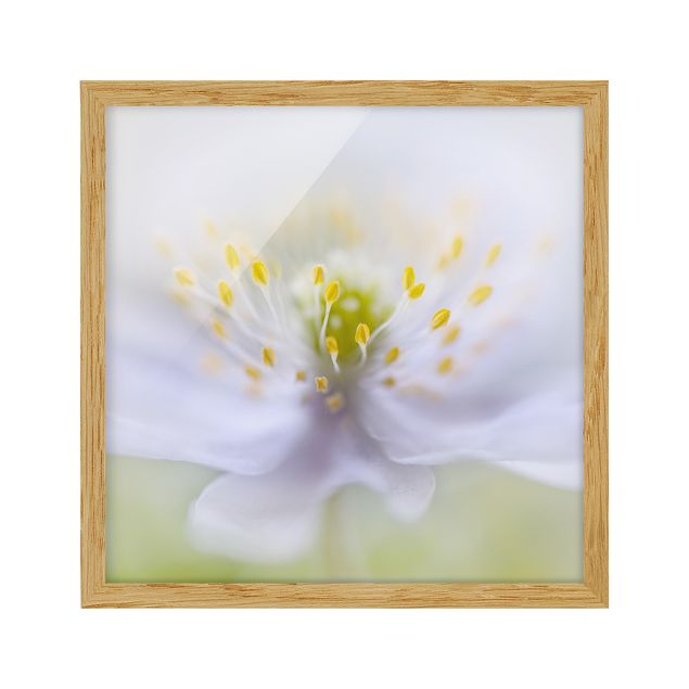 quadro com flores Anemone Beauty