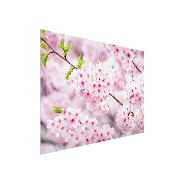 Quadros em vidro cidades e paisagens urbanas Japanese Cherry Blossoms