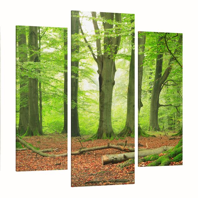 quadros 3d efeito tridimensional Mighty Beech Trees