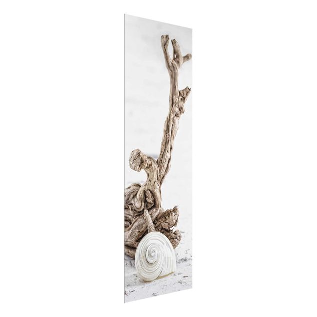 Quadros mar White Snail Shell And Root Wood