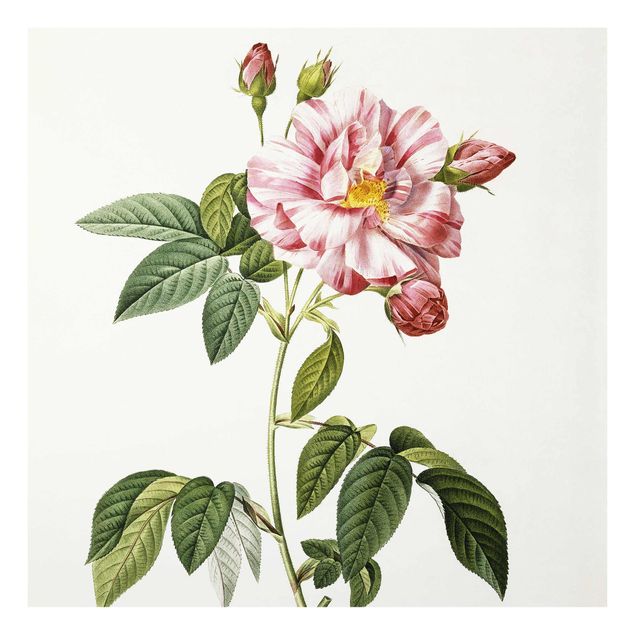 Quadros em vidro flores Pierre Joseph Redoute - Pink Gallica Rose