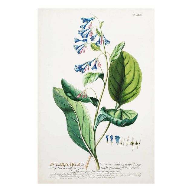 quadros decorativos verde Vintage Botanical Illustration Lungwort