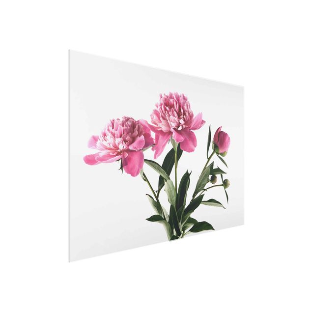 Quadros em vidro flores Pink Flowers And Buds On White