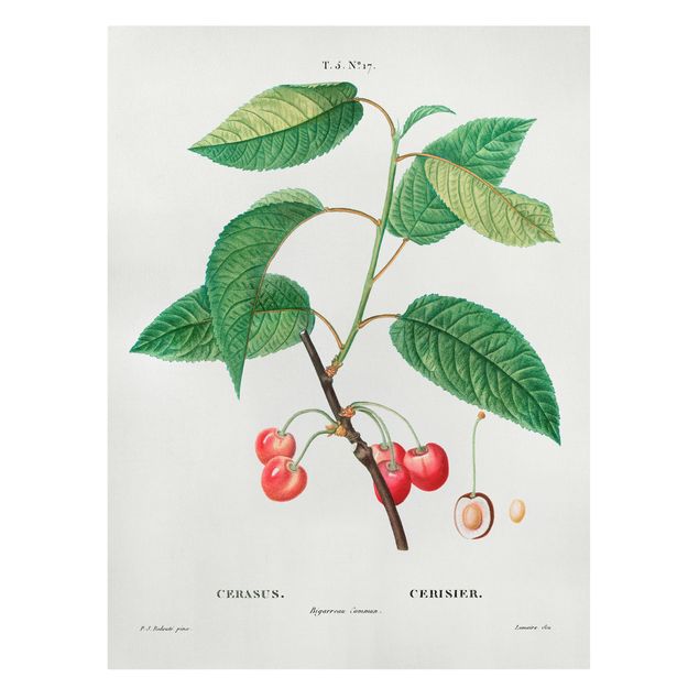 Telas decorativas legumes e fruta Botany Vintage Illustration Red Cherries