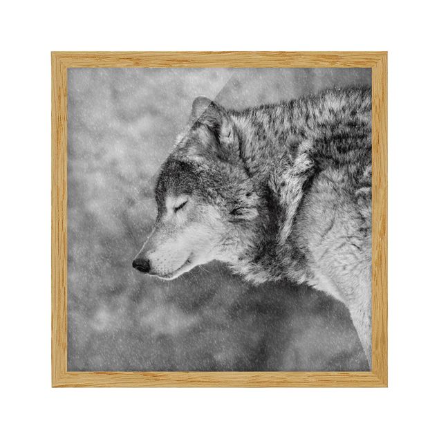 quadros modernos para quarto de casal Winter Wolf