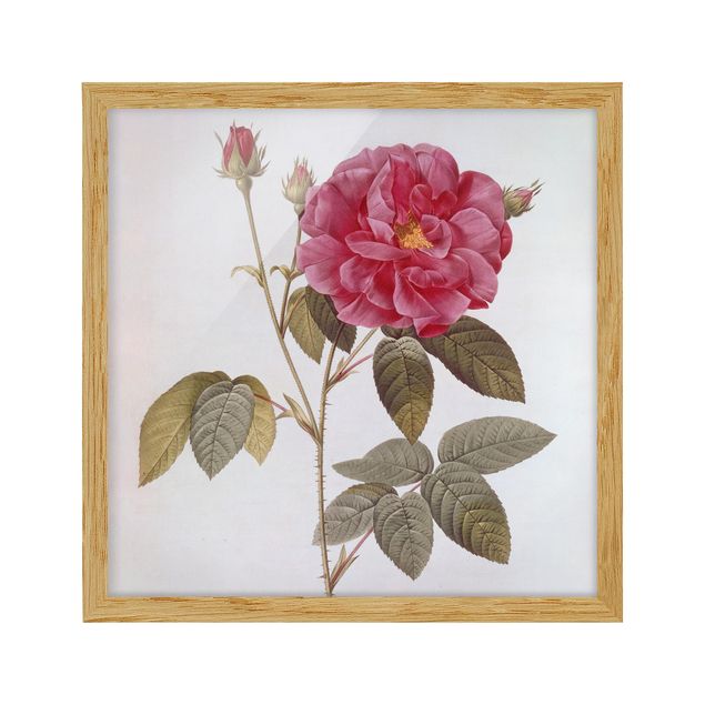 Quadros florais Pierre Joseph Redoute - Apothecary's Rose