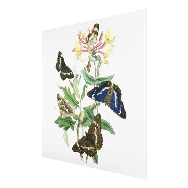 quadros para parede British Butterflies IV