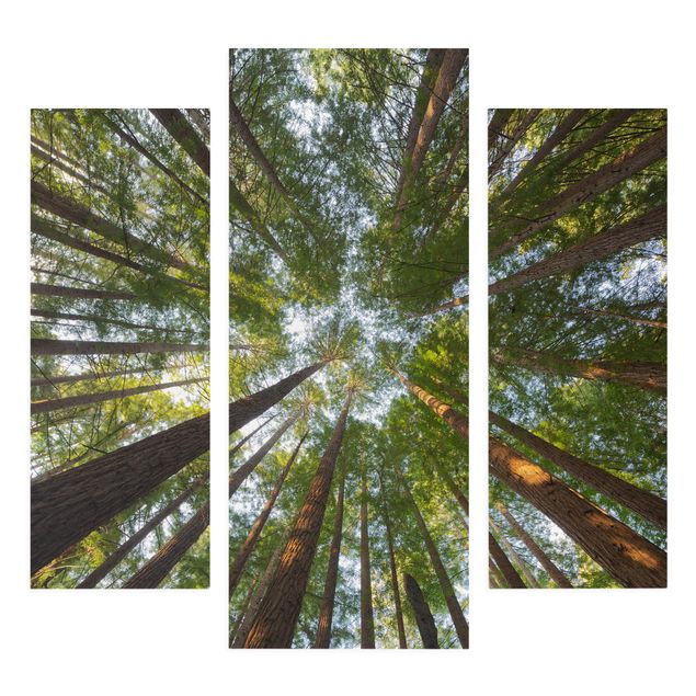 Telas decorativas paisagens Sequoia Tree Tops