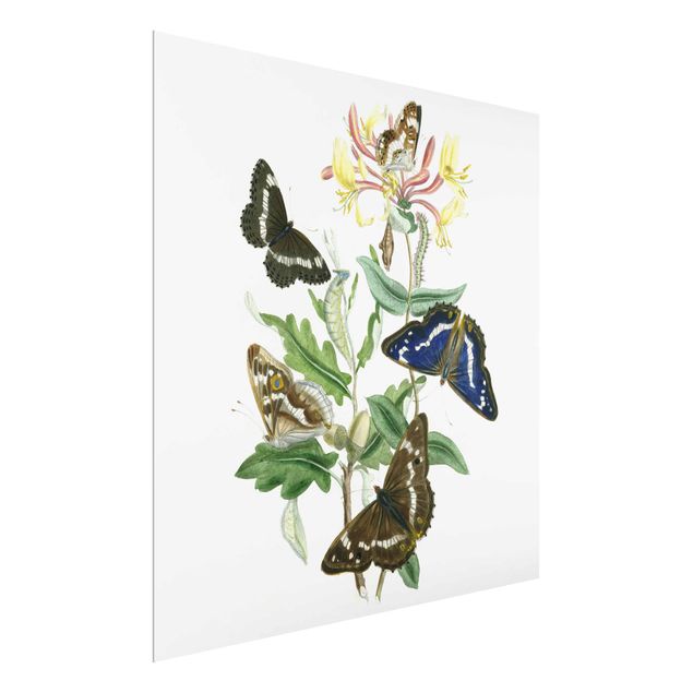 Quadros florais British Butterflies IV