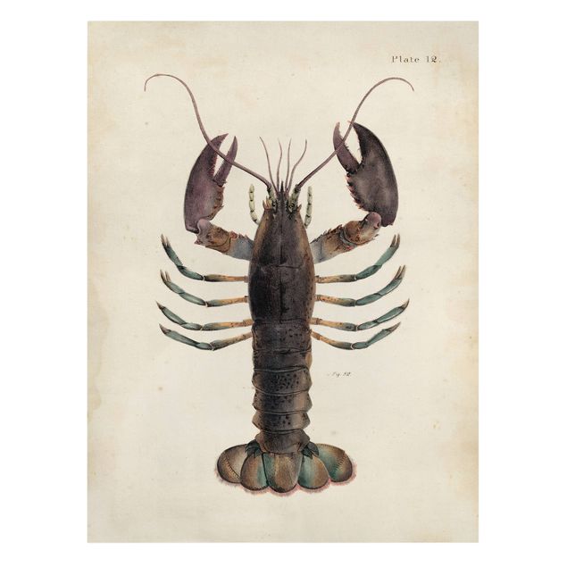 Quadros em marrom Vintage Illustration Lobster