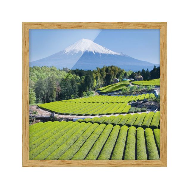 Quadros paisagens Tea Fields In Front Of The Fuji