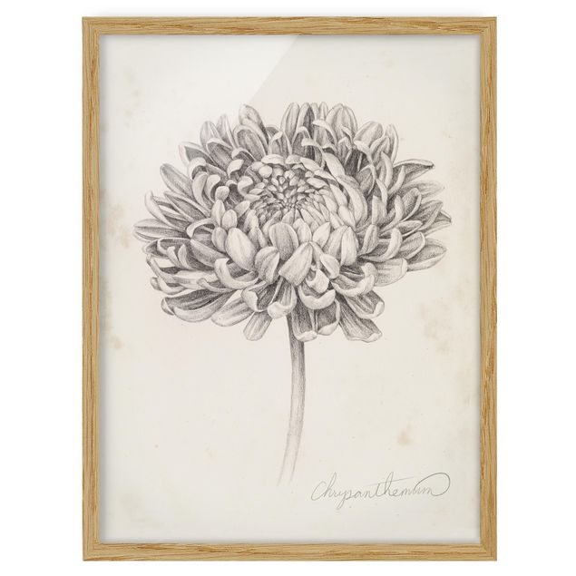 quadro com flores Botanical Study Chrysanthemum II