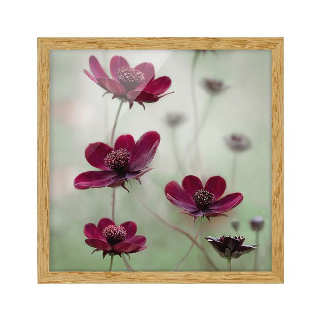 quadros de flores Pink Cosmos Flower