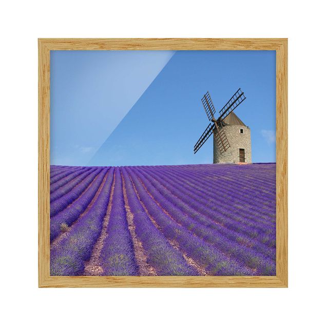 Quadros com moldura paisagens Lavender Scent In The Provence
