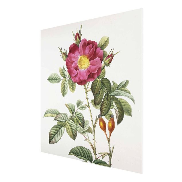Quadros florais Pierre Joseph Redoute - Portland Rose