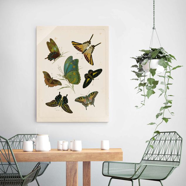 quadro com borboleta Vintage Illustration Exotic Butterflies