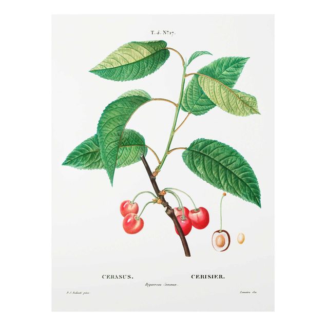 Quadros verdes Botany Vintage Illustration Red Cherries