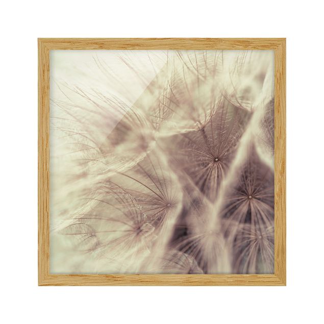 quadros flores Detailed Dandelion Macro Shot With Vintage Blur Effect