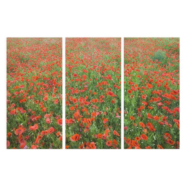 Quadros florais Poppy Field