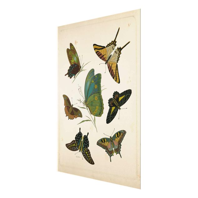 Quadros em turquesa Vintage Illustration Exotic Butterflies