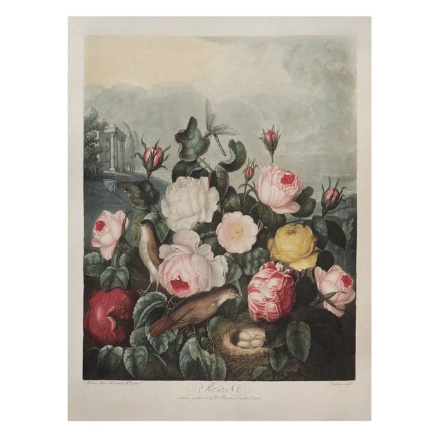 quadros de flores Botany Vintage Illustration Of Roses